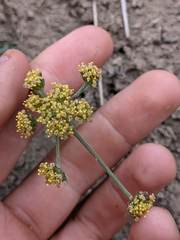 Lomatium observatorium