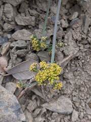 Lomatium observatorium