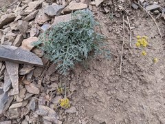 Lomatium observatorium