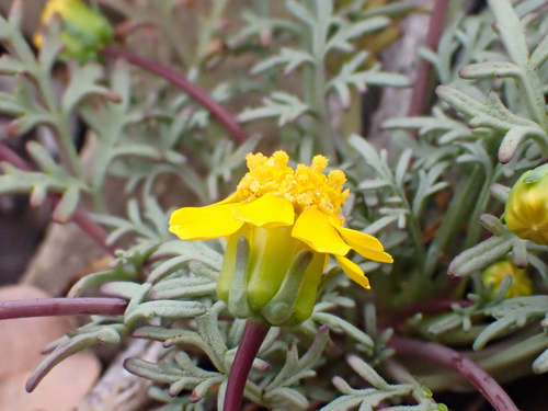 mount hamilton coreopsis (Leptosyne hamiltonii)