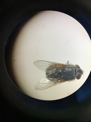 Calliphora stygia