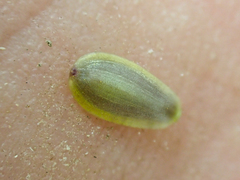 Leptosyne hamiltonii