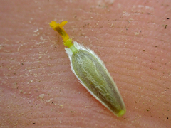 Leptosyne hamiltonii