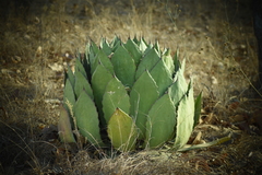 Agave maximiliana