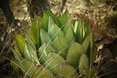 Agave maximiliana