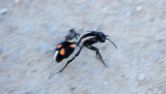 Traumatomutilla centralis