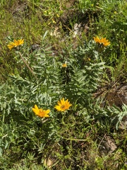 Balsamorhiza macrolepis