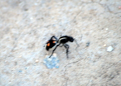 Traumatomutilla centralis