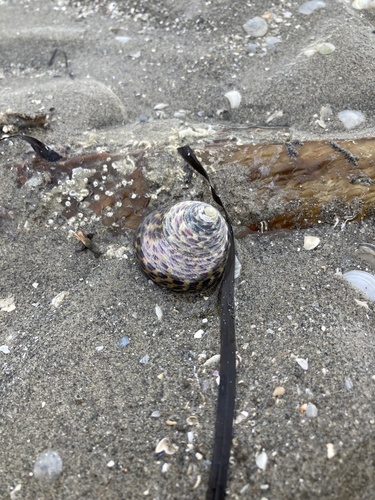Turbinate Monodont, Laguna di Grado, Grado, Friuli-Venezia Giulia, IT, photo 10 of 10