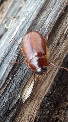 Phyllophaga futilis
