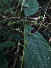 Palicourea caerulea
