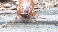Phyllophaga futilis