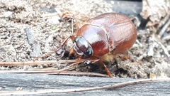 Phyllophaga futilis