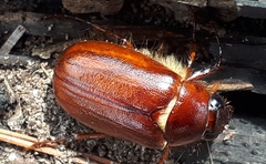 Phyllophaga futilis