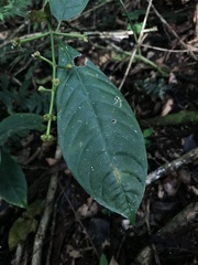 Palicourea caerulea