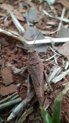 Ommexecha virens