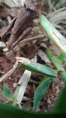 Ommexecha virens