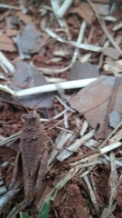 Ommexecha virens