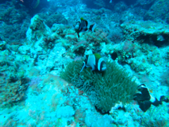 Amphiprion latezonatus