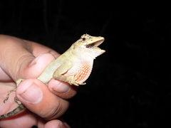 Anolis serranoi