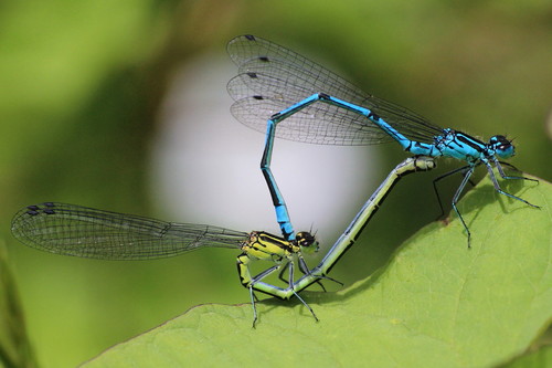 Pasaginė strėliukė nuotrauka