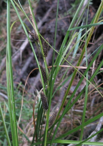 Carex dipsacea (Carex dipsacea)