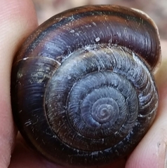 Helminthoglypta dupetithouarsi