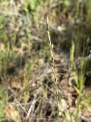 Melica californica