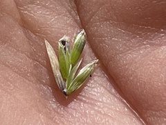 Melica californica