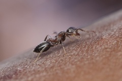 Crematogaster mutans