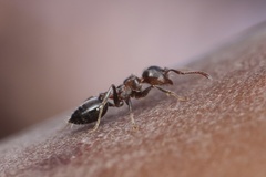 Crematogaster mutans