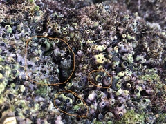 Dendropoma gregarium