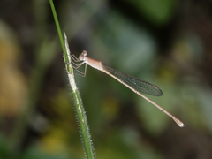 Indolestes insularis