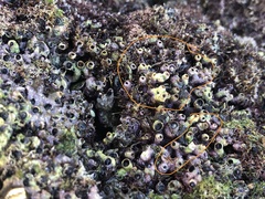 Cupolaconcha meroclista