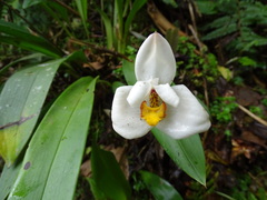 Maxillaria huebschii