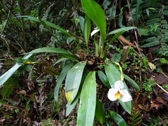 Maxillaria huebschii