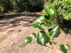 Strychnos psilosperma