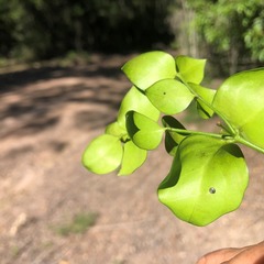 Strychnos psilosperma