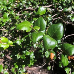 Strychnos psilosperma