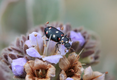 Eriopis magellanica