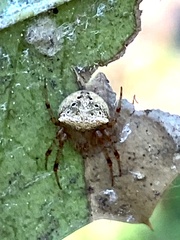 Araneus partitus