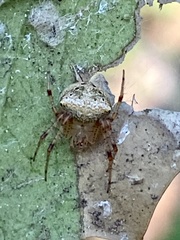 Araneus partitus