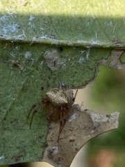 Araneus partitus
