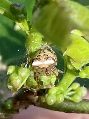 Araneus miniatus