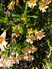 Diplacus grandiflorus