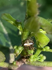 Araneus miniatus