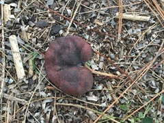 Enterolobium
