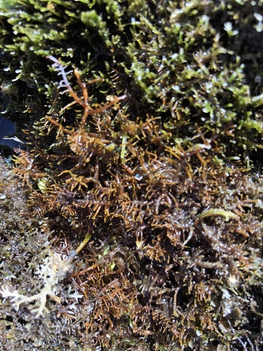 Gelidiella observed 2021-04-25