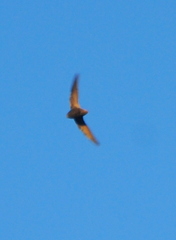 Chaetura meridionalis