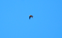 Chaetura meridionalis